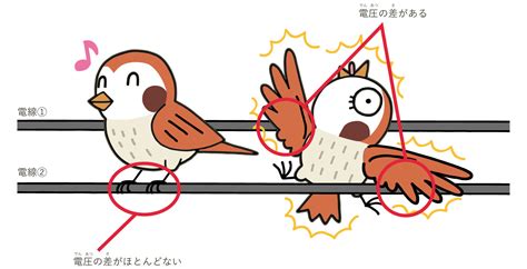 蛇 電線|電線にとまる鳥は感電しないけど、蛇は感電すると聞いたことが。